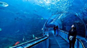 Dubai Mall Aquarium glass tunnel experience